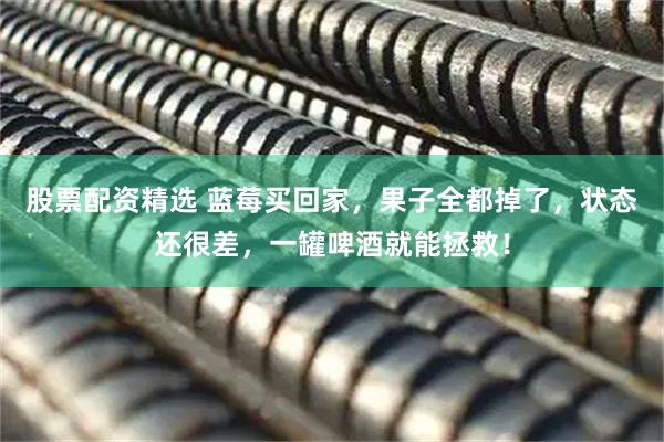 股票配资精选 蓝莓买回家，果子全都掉了，状态还很差，一罐啤酒就能拯救！